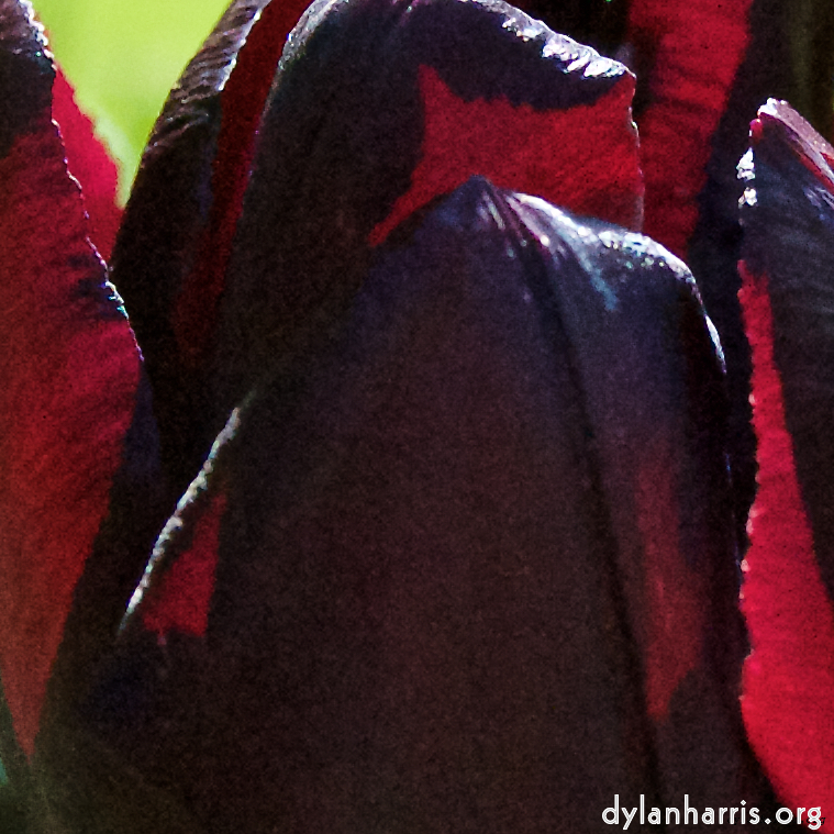 image: This is &lsquo;escher blummen (l) 2&rsquo;.