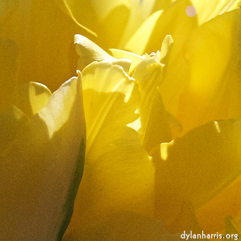 image: This is &lsquo;escher blummen (l) 3&rsquo;.