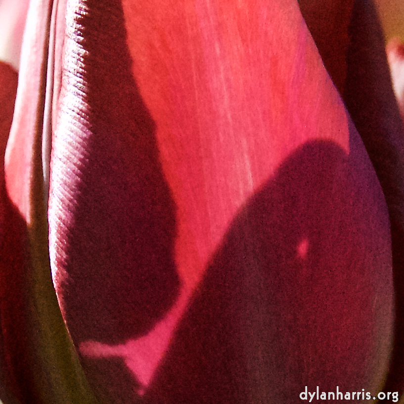 Image: Image 'escher blummen (l) 5'.