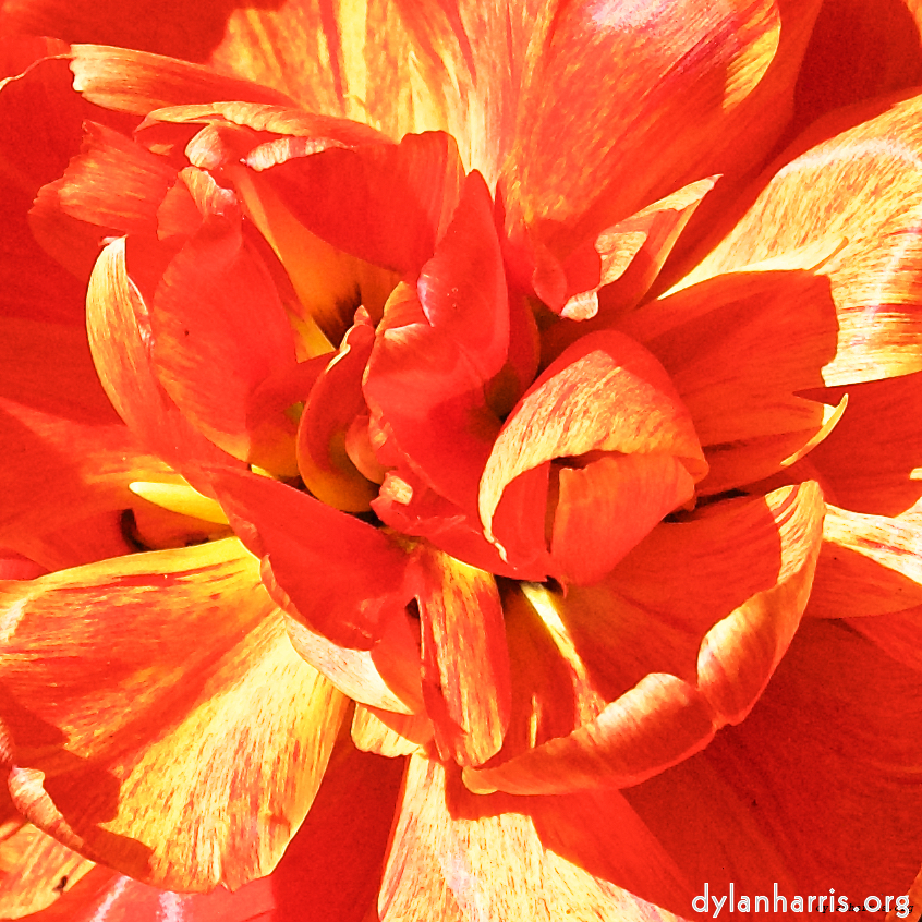 image: This is &lsquo;escher blummen (l) 6&rsquo;.