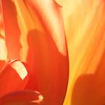 Image: First image from the photoset 'escher blummen (l)'.