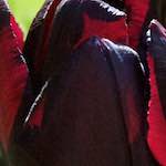 Image: Second image from the photoset 'escher blummen (l)'.