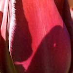 Image: Fifth image from the photoset 'escher blummen (l)'.