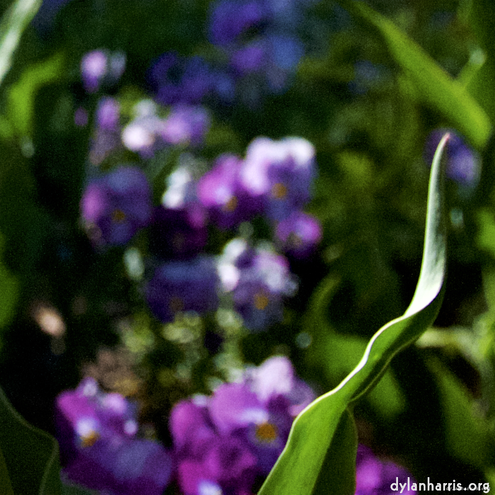 Image: Image 'parc (xiv) 6'.