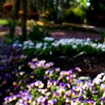 Image: First image from the photoset 'parc (xiv)'.