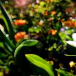 Image: Fourth image from the photoset 'parc (xiv)'.