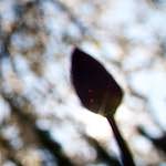 Image: Fifth image from the photoset 'parc (xiv)'.