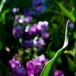 Image: Sixth image from the photoset 'parc (xiv)'.