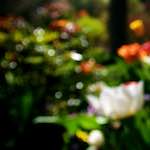 Image: Eighth image from the photoset 'parc (xiv)'.