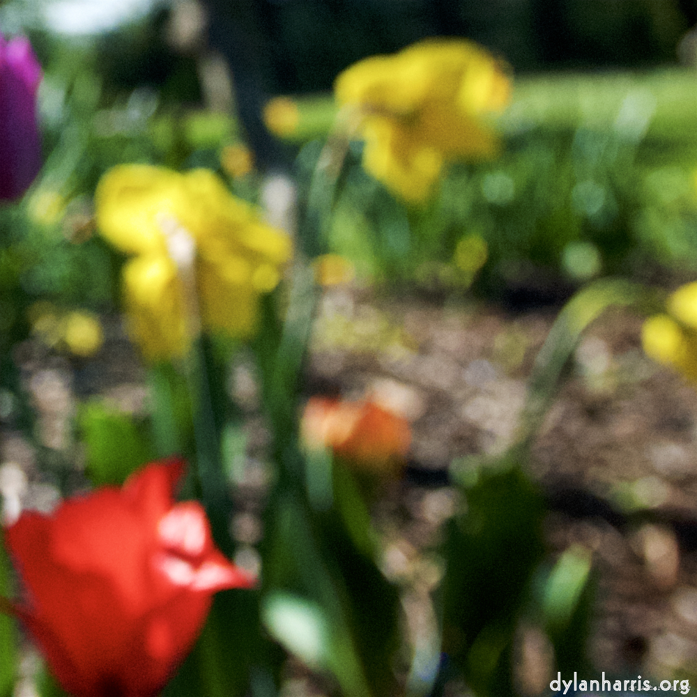 Image: Image 'parc (xv) 8'.