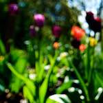 Image: Second image from the photoset 'parc (xv)'.