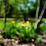 Image: Third image from the photoset 'parc (xv)'.