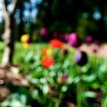 Image: Fourth image from the photoset 'parc (xv)'.