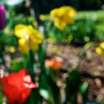 Image: Eighth image from the photoset 'parc (xv)'.