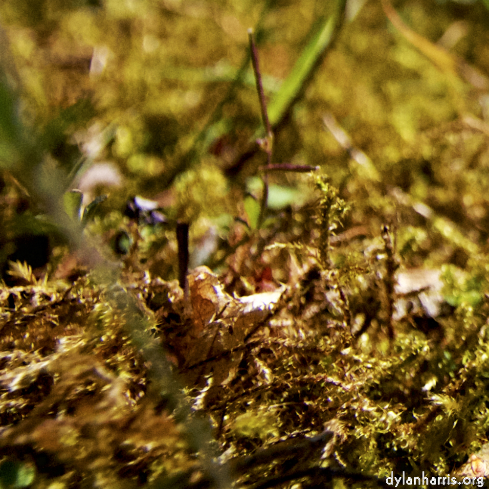 Image: Image 'parc (xvi) 2'.