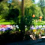 Image: Seventh image from the photoset 'parc (xvi)'.