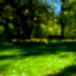 Image: Ninth image from the photoset 'parc (xvi)'.