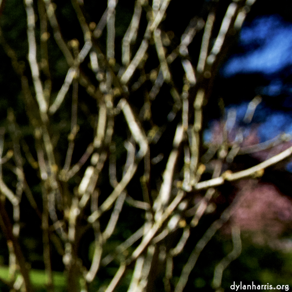 Image: Image 'parc (xvii) 5'.