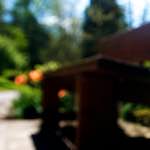 Image: Second image from the photoset 'parc (xvii)'.