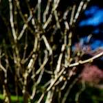 Image: Fifth image from the photoset 'parc (xvii)'.