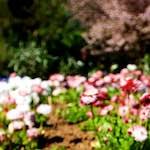 Image: Seventh image from the photoset 'parc (xvii)'.