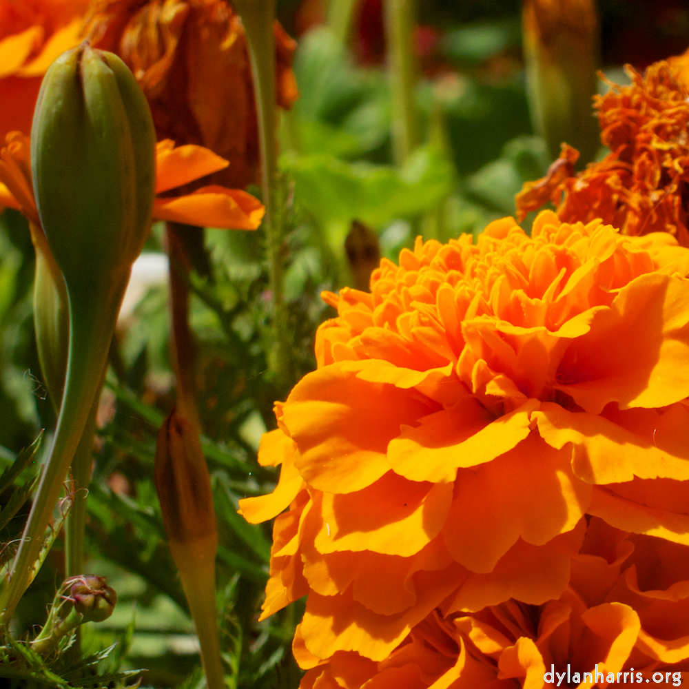 Image: Image 'flower (iii) 1'.