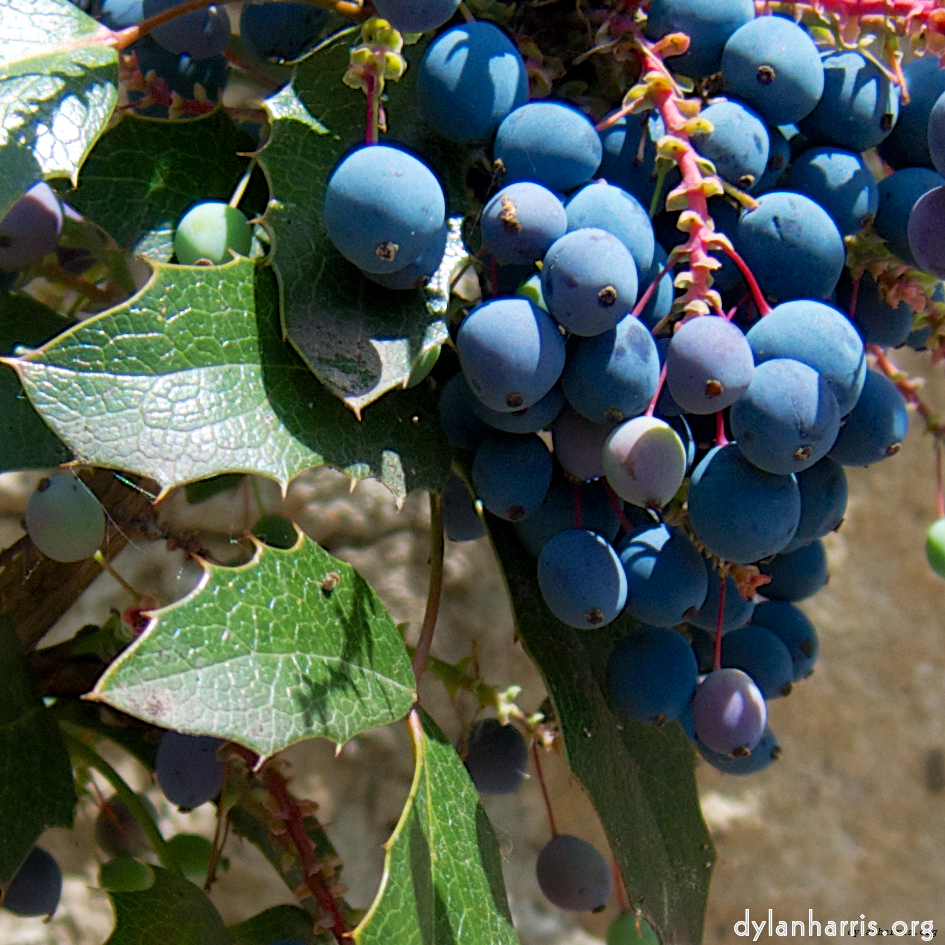 Image 'flower (vi) 2'.