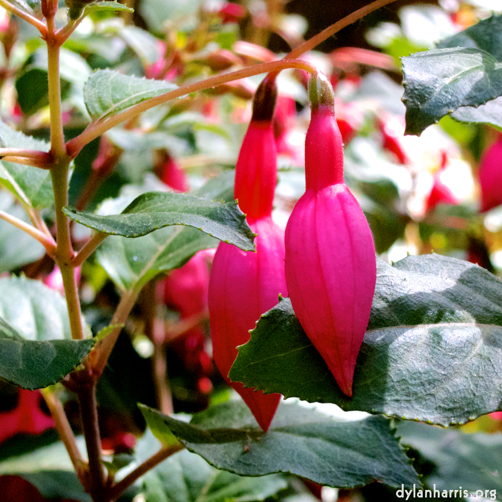 Image: Image 'flower (iii) 3'.