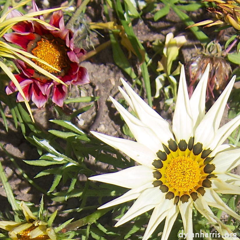 Image 'flower (vi) 4'.