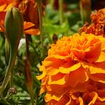 First image from the photoset 'flower (vi)'.