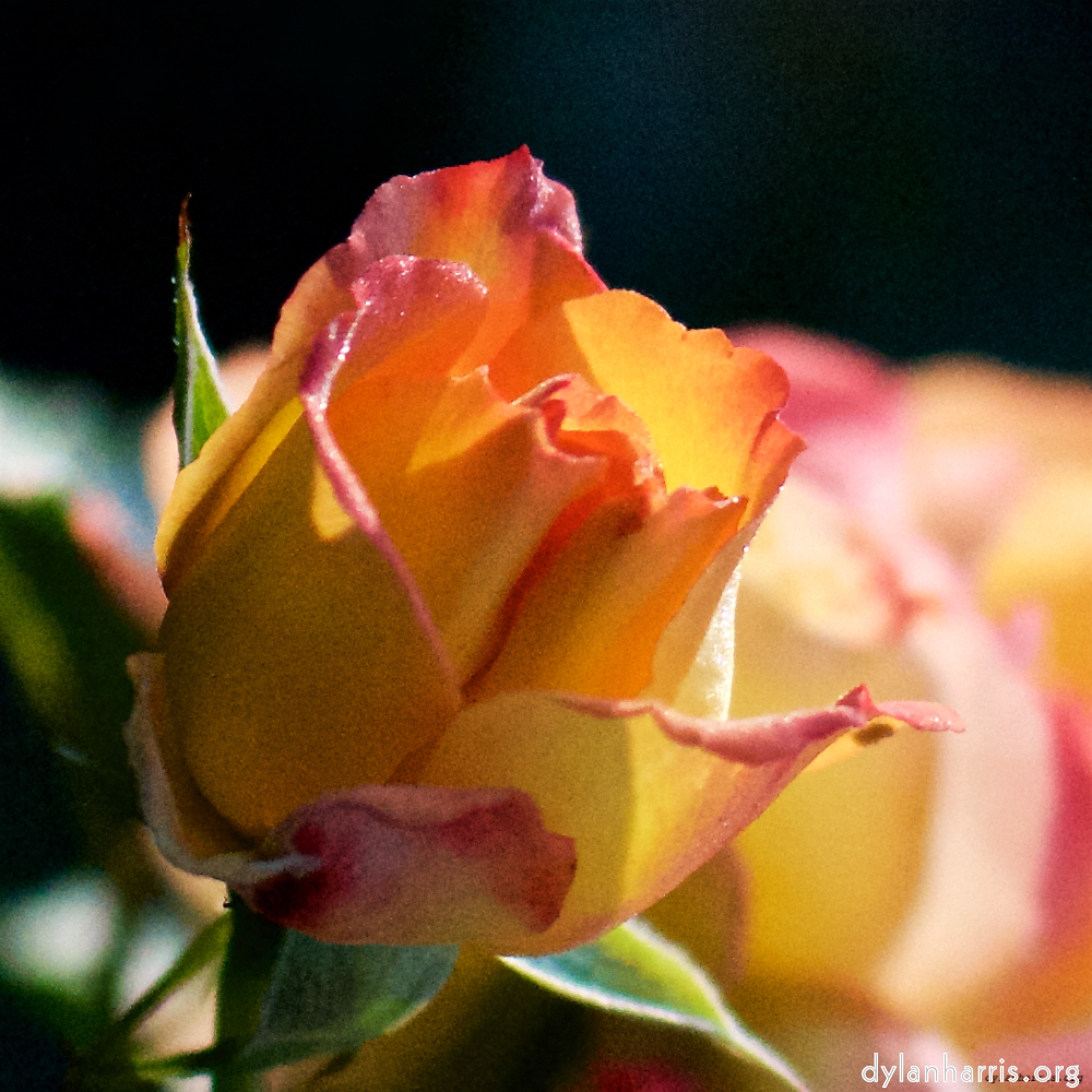 Image: Image 'escher blummen (xcv) 5'.