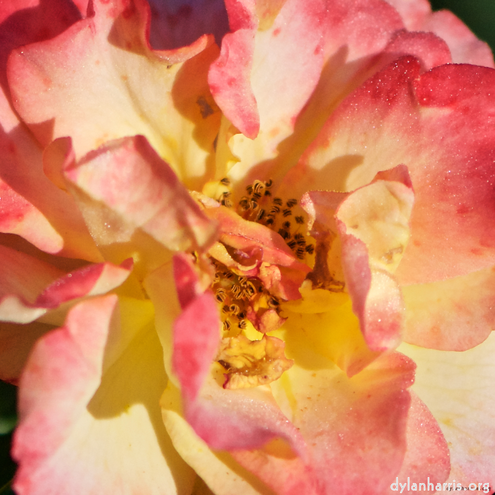 Image: Image 'escher blummen (xcv) 6'.