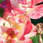 Image: First image from the photoset 'escher blummen (xcv)'.