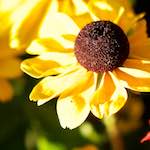 Image: Second image from the photoset 'escher blummen (xcv)'.