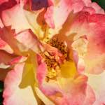 Image: Sixth image from the photoset 'escher blummen (xcv)'.