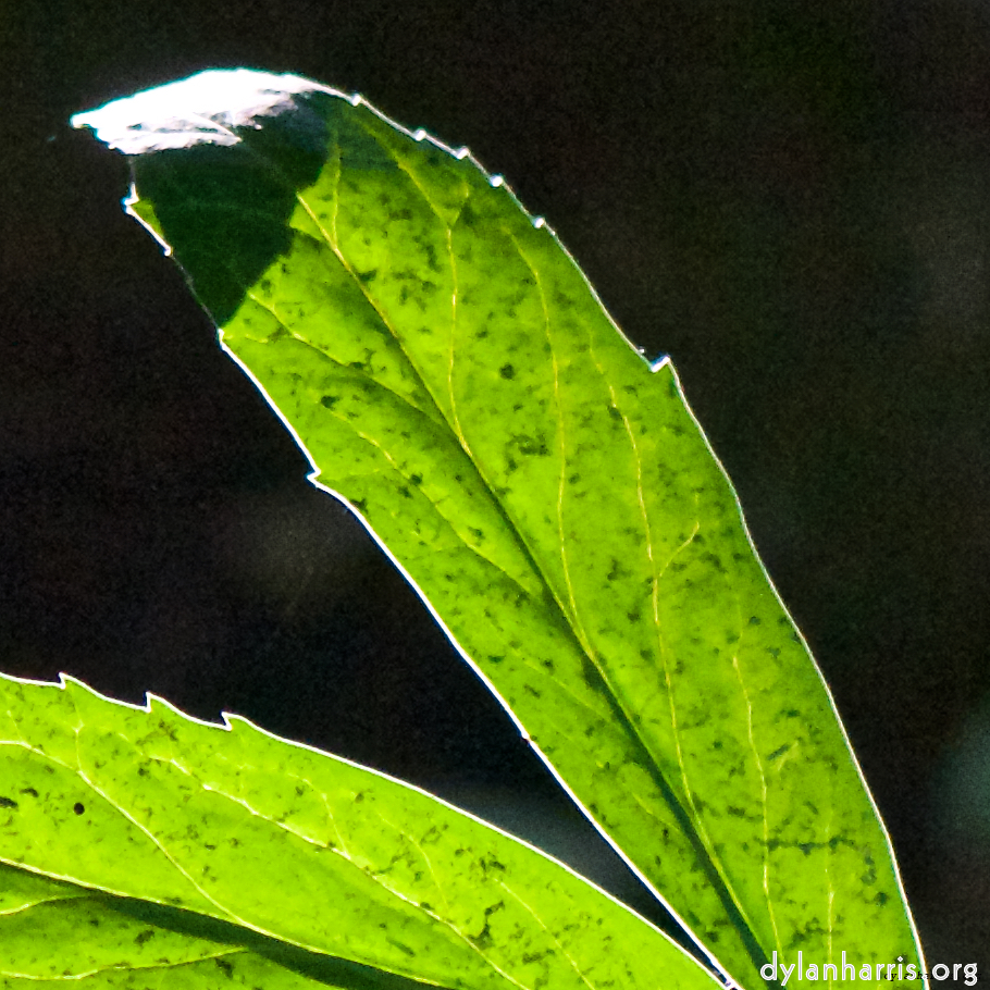 Image: Image 'escher blummen (xcvi) 1'.