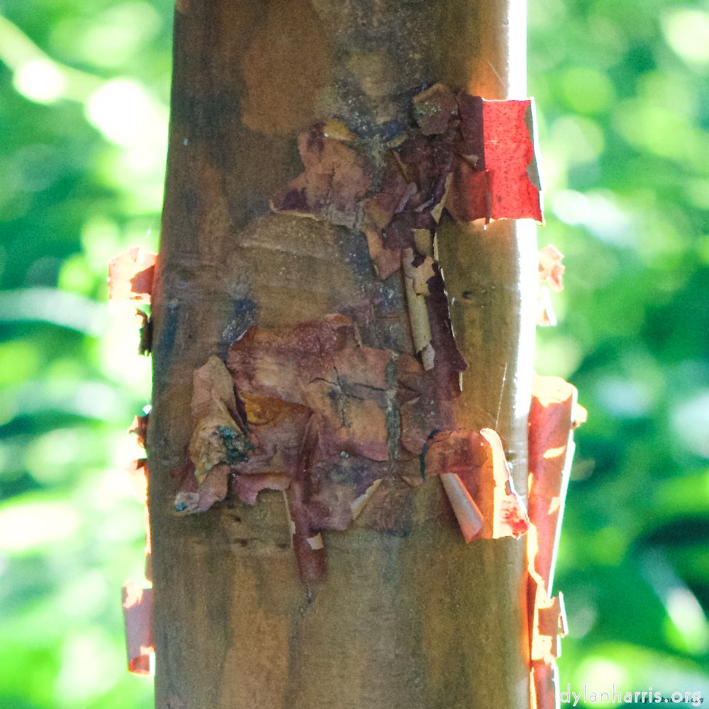 Image: Image 'escher blummen (xcvi) 2'.