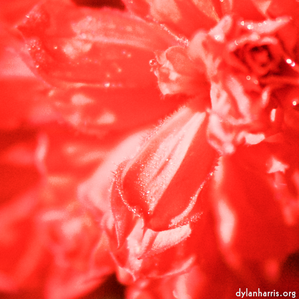 image: This is &lsquo;flowers of esch (xcvi) 3&rsquo;.