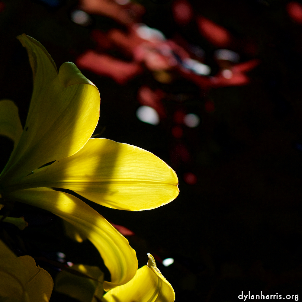 Image: Image 'escher blummen (xcvi) 4'.