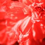 Image: Third image from the photoset 'escher blummen (xcvi)'.