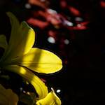 Image: Fourth image from the photoset 'escher blummen (xcvi)'.