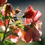 Image: Sixth image from the photoset 'escher blummen (xcvi)'.