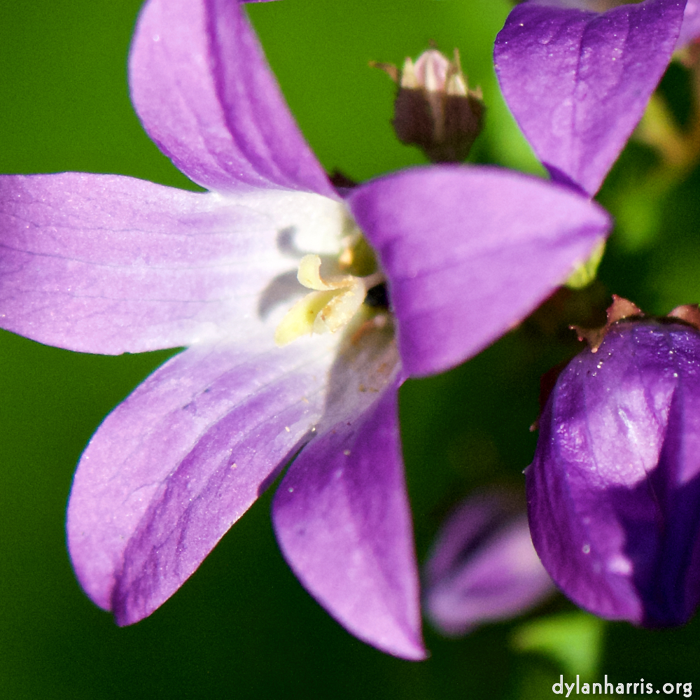 Image: Image 'escher blummen (xcvii) 2'.