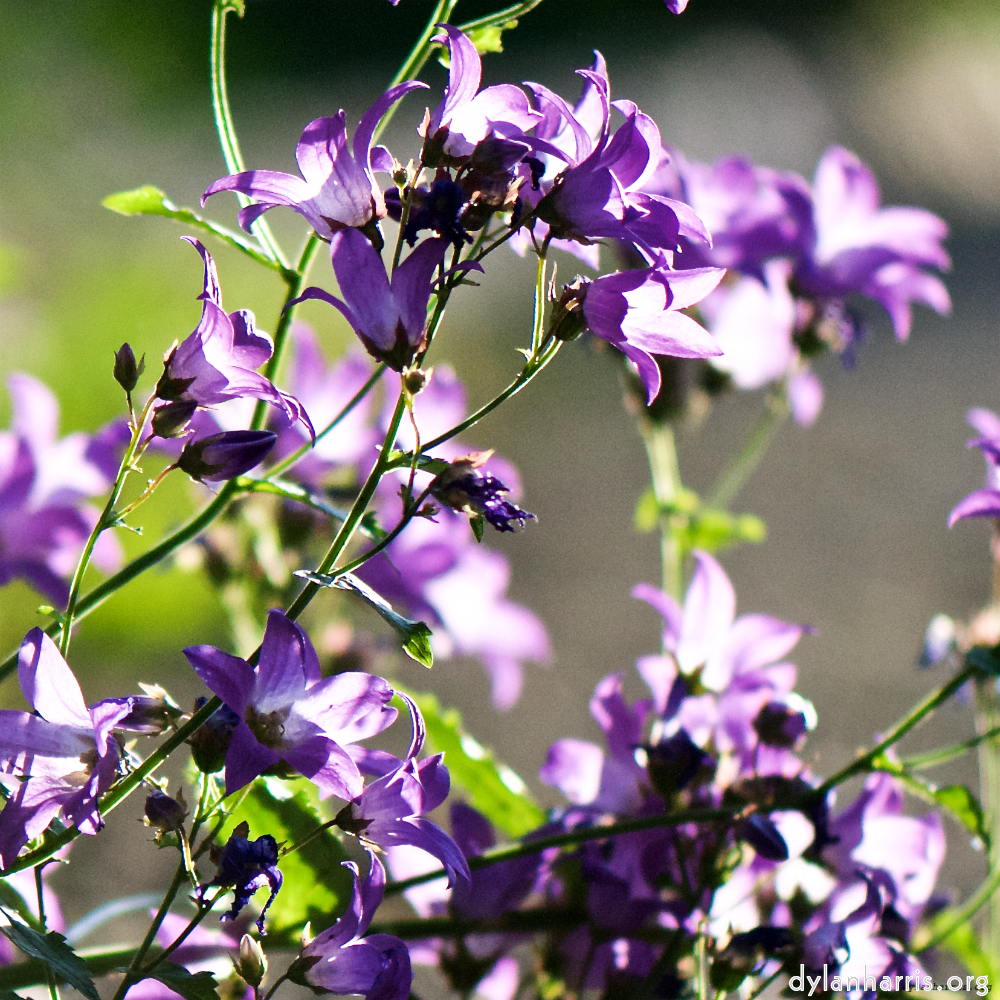 Image: Image 'escher blummen (xcvii) 3'.