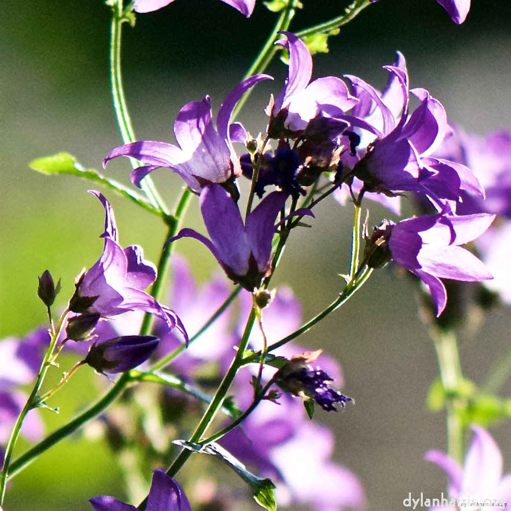 Image: Image 'escher blummen (xcvii) 4'.