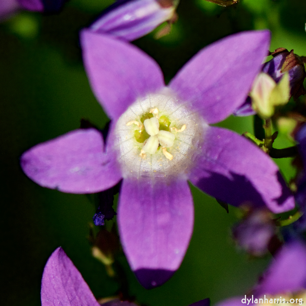 Image: Image 'escher blummen (xcvii) 5'.