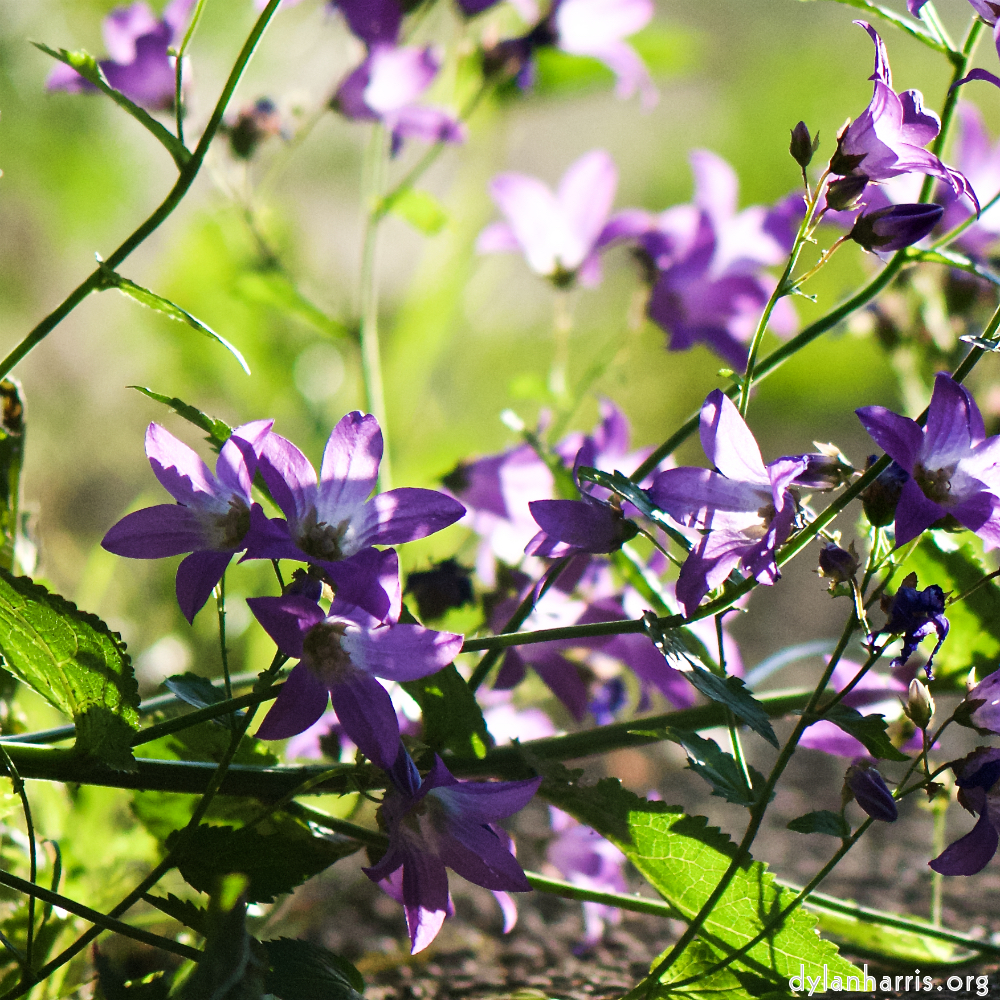 Image: Image 'escher blummen (xcvii) 6'.