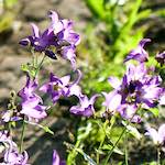 Image: First image from the photoset 'escher blummen (xcvii)'.