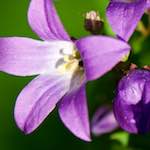 Image: Second image from the photoset 'escher blummen (xcvii)'.