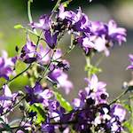 Image: Third image from the photoset 'escher blummen (xcvii)'.